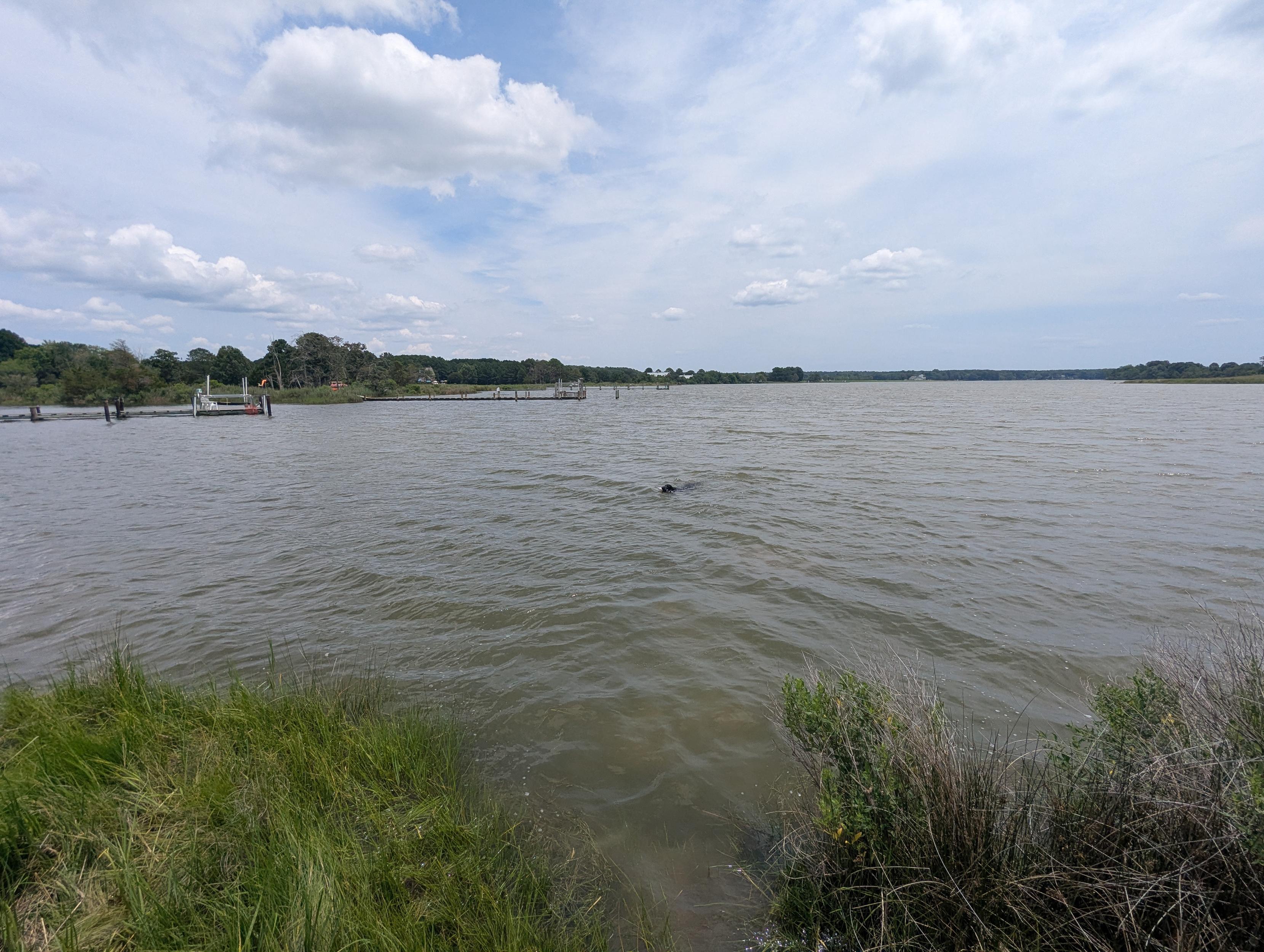 Photo of Jon a black Flat-Coated Retriever swimming purposefully back to shore while retrieving his training bumper.