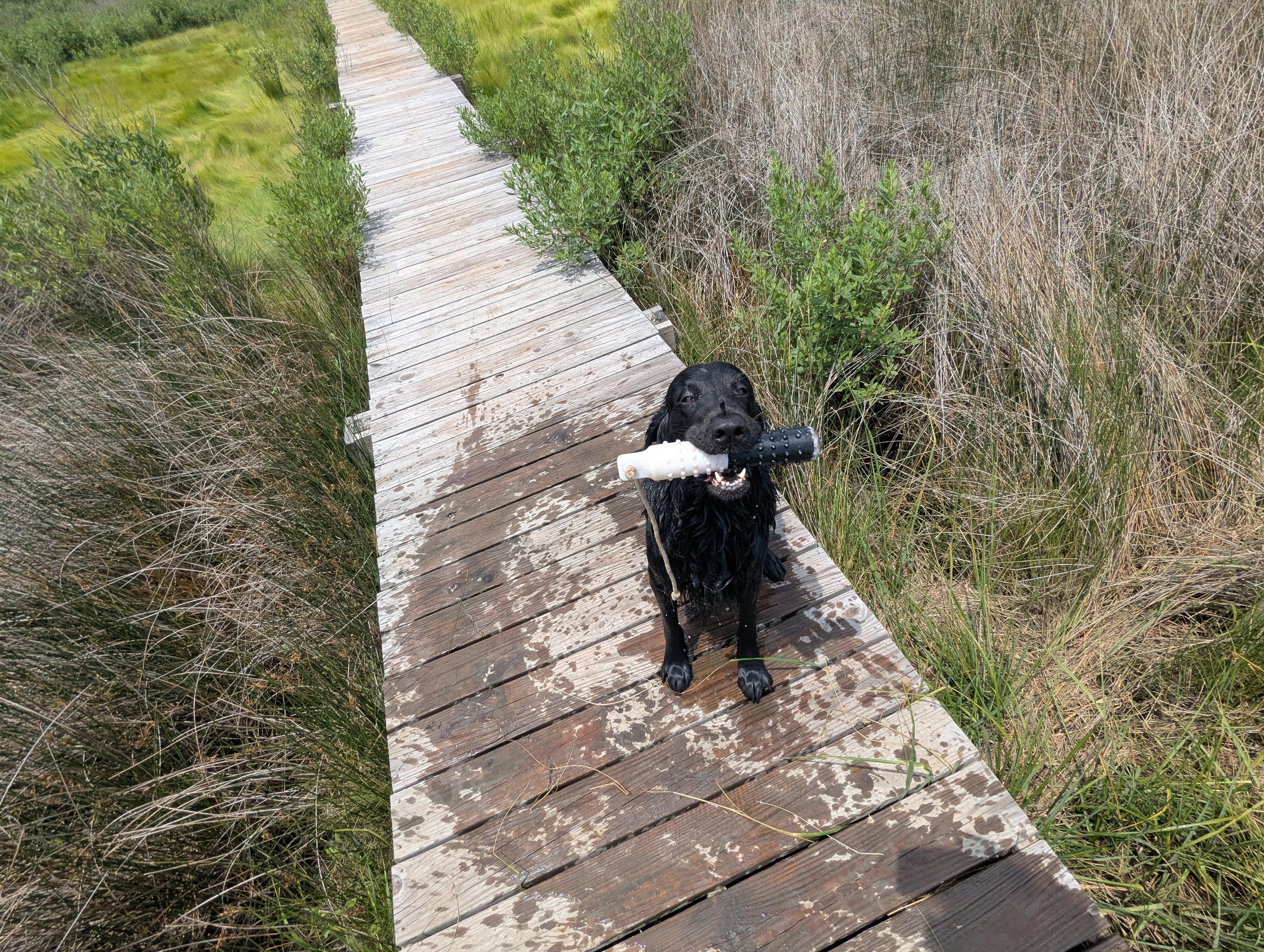 Photo of Jon a  very wet and happy black Flat-Coated Retriever sitting on the wood walk holding his training bumper