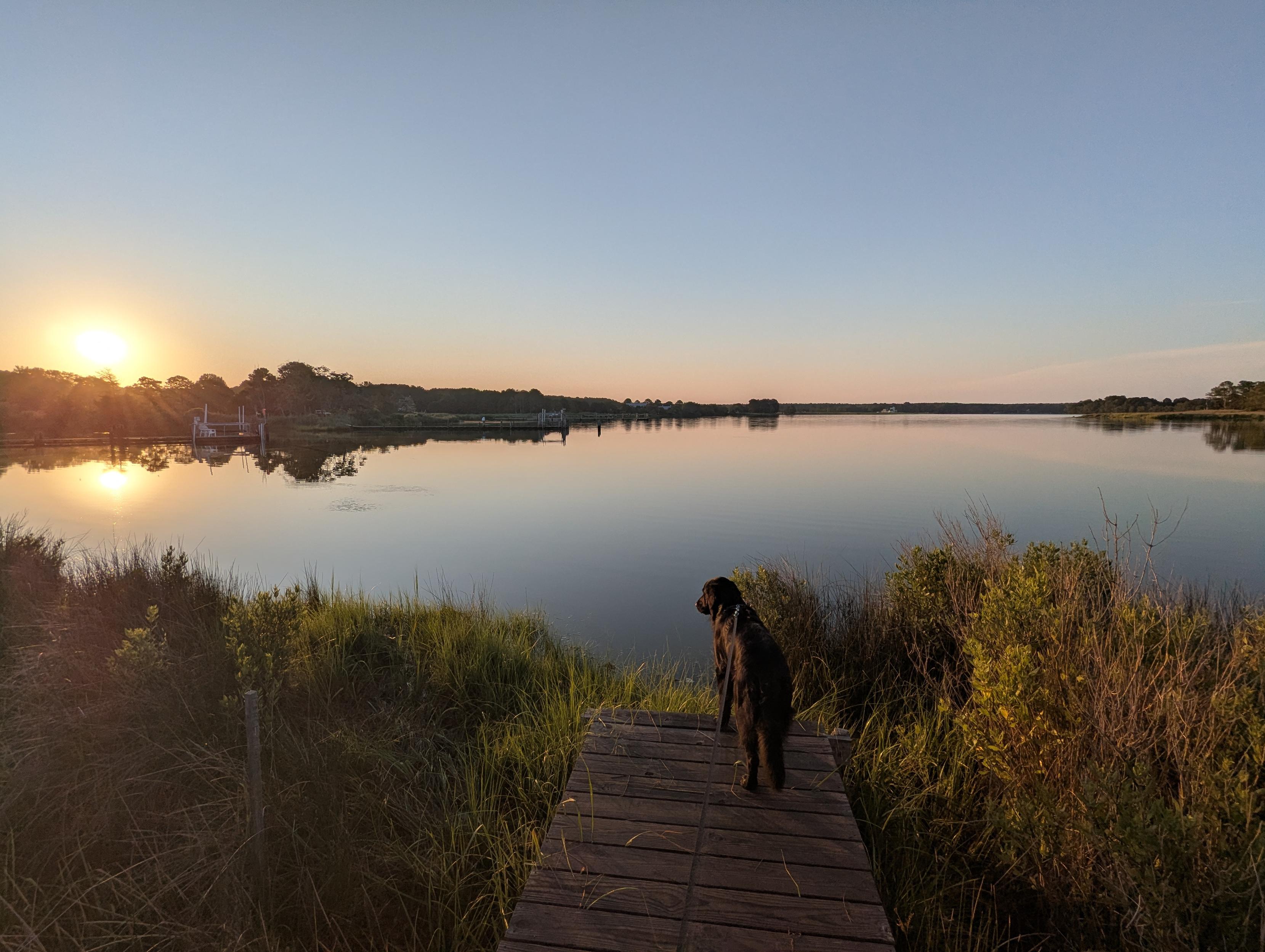 Photo of a calm morning sunrise over Harris Creek. Sun rising low to the left in a clear blue sky. Marsh is brilliantly green and flooded. Creek water is rippled and reflects the sun and sky.
In the foreground Jon a black Flat-Coated Retriever stands on the wood walk looking out for interesting waterfowl.