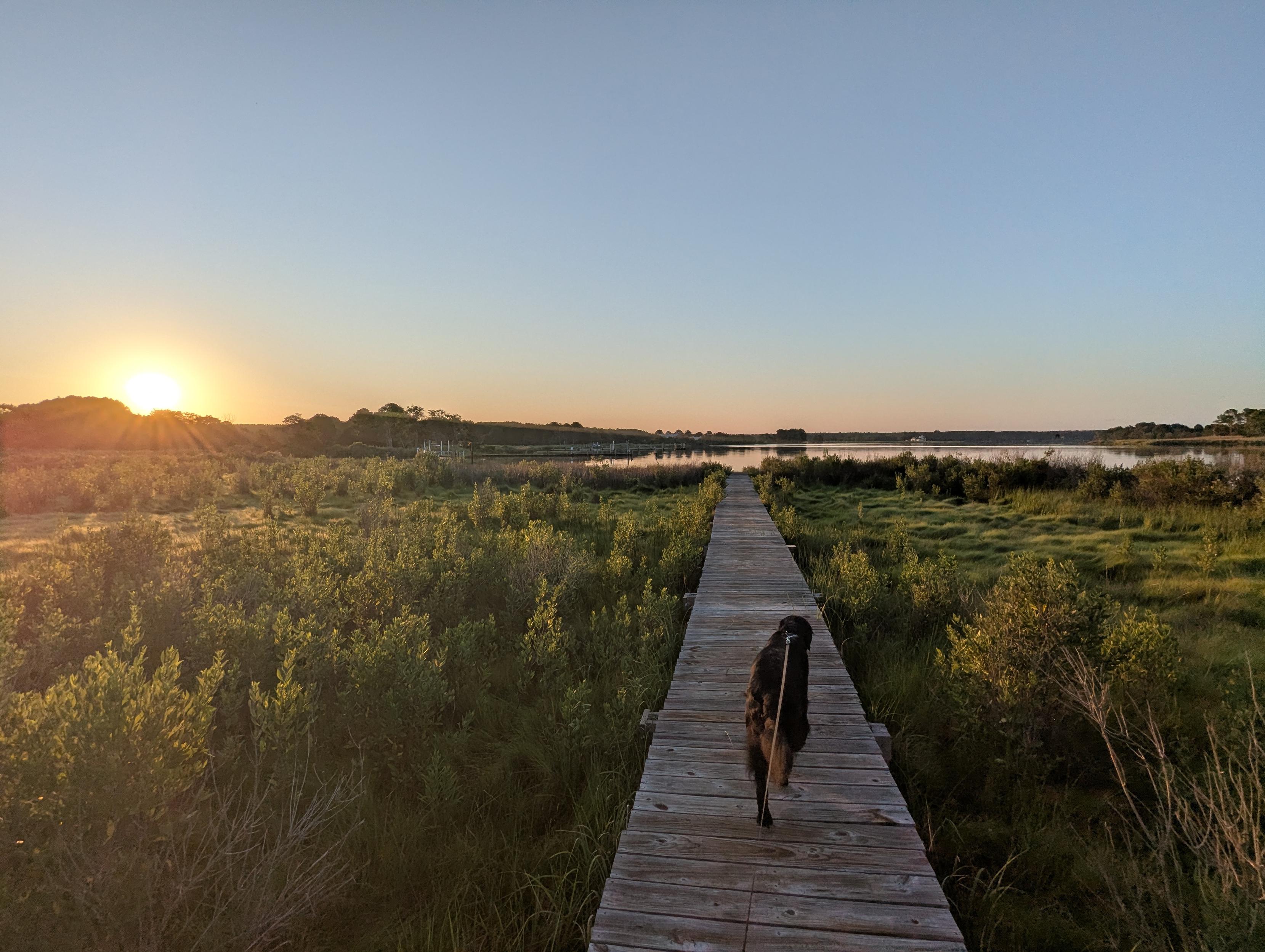 Photo of a calm morning sunrise over Harris Creek. Sun rising low to the left in a clear blue sky. Marsh is brilliantly green and flooded. Creek water is rippled and reflects the sun and sky. 
In the foreground Jon a black Flat-Coated Retriever strolls down the wood walk in hopes of spotting interesting waterfowl.