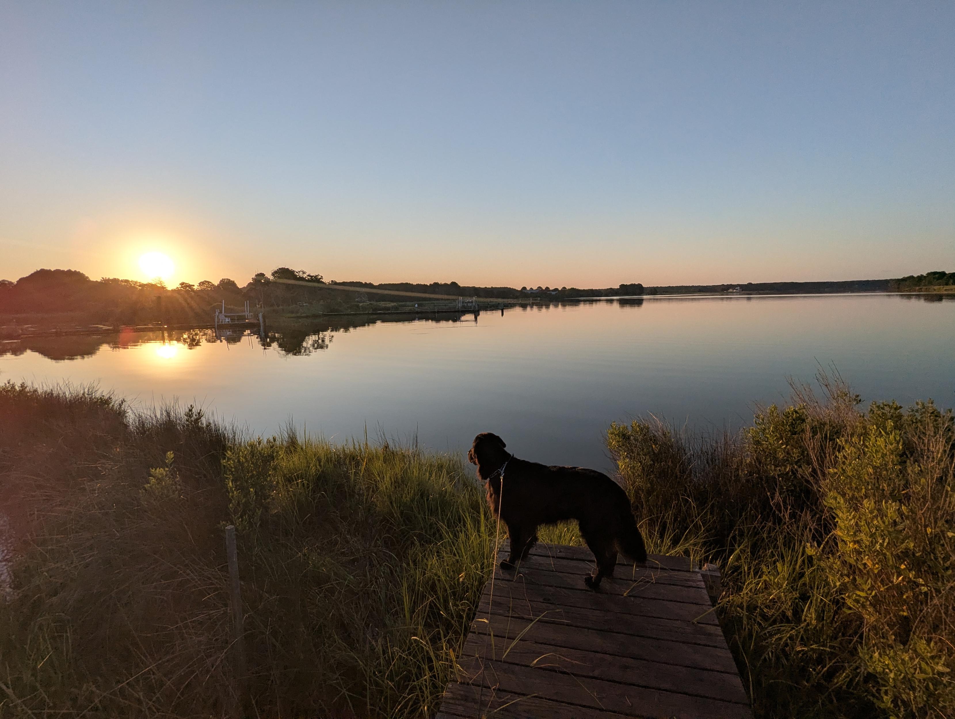 Photo of a calm morning sunrise over Harris Creek. Sun rising low to the left in a clear blue sky. Marsh is brilliantly green and flooded. Creek water is rippled and reflects the sun and sky. 
In the foreground Jon a black Flat-Coated Retriever stands on the wood walk looking out for interesting waterfowl.