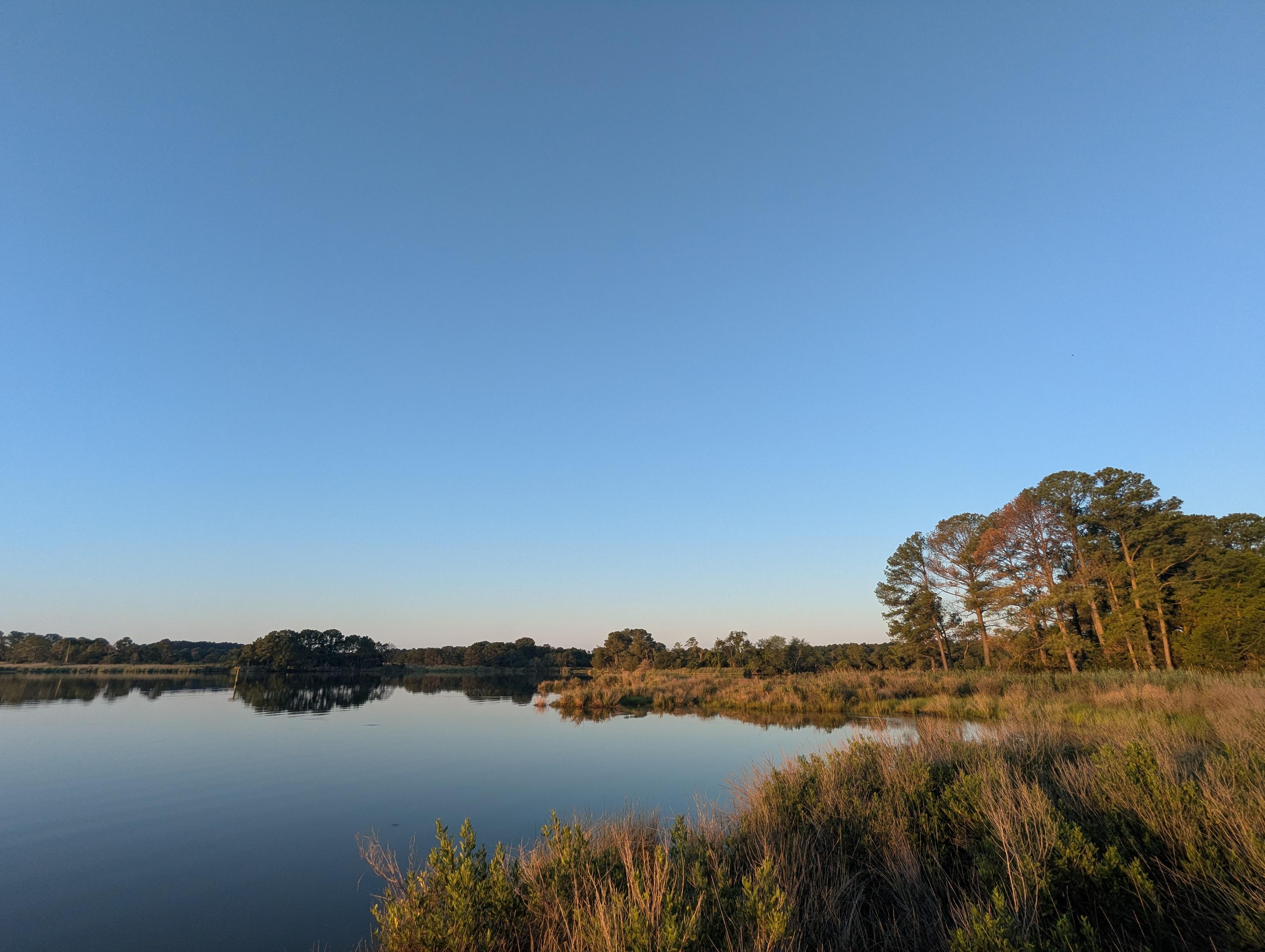 Photo of a calm morning sunrise over Harris Creek. Sun rising low to the left in a clear blue sky. Marsh is brilliantly green and flooded. Creek water is rippled and reflects the sun and sky.