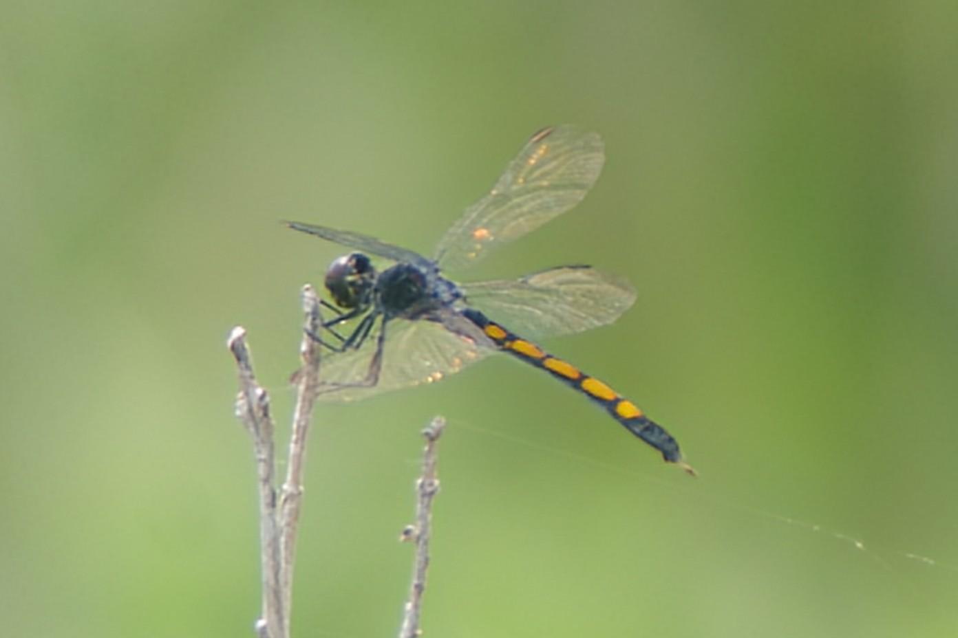 A Seaside Dragonlet dragonfly perched on top of a bullrush in the marsh bordering Harris Creek.

Pentax K70
Tamron aspherical 28-200 zoom
1/250
F 5.6
Iso 200