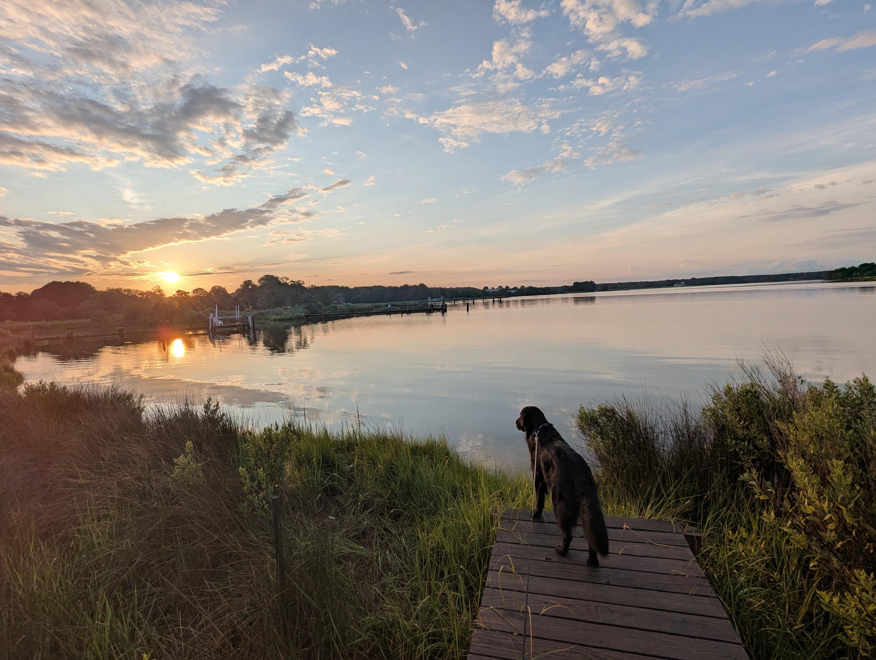 Photo of a calm morning sunrise over Harris Creek. Sun rising low to the left in a pale blue sky. The horizon is lit orange. Scattered mid level clouds ride the sky.
In the foreground Jon a black Flat-Coated Retriever stands on the wood walk looking out for interesting waterfowl.