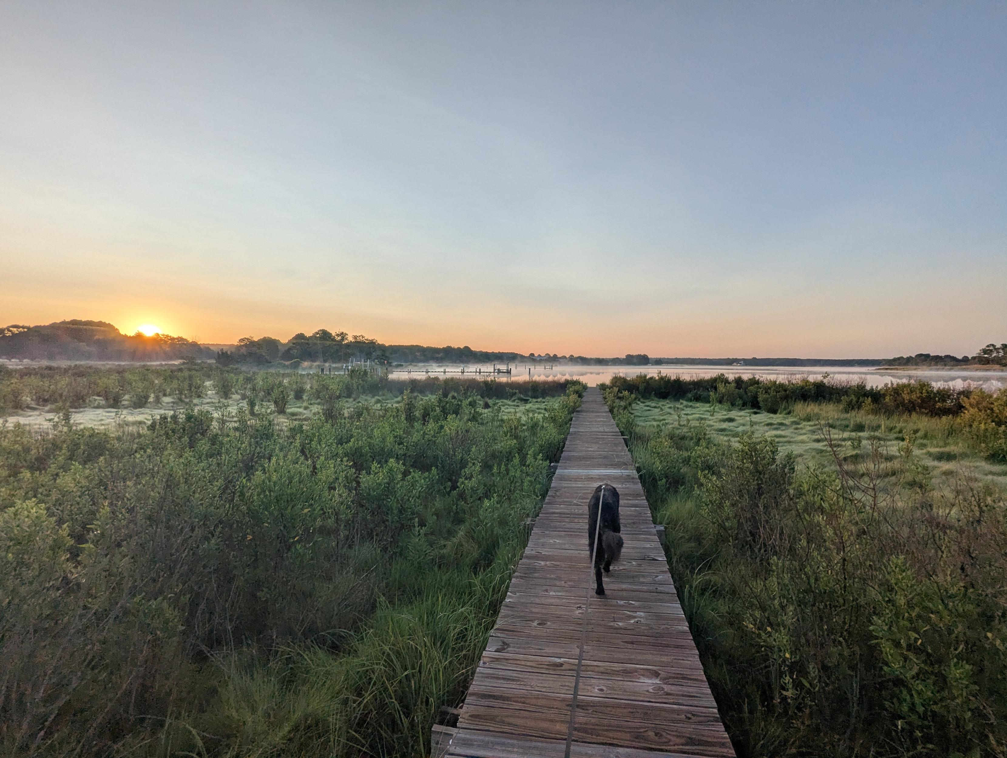 Photo of a calm morning sunrise over Harris Creek. Sun rising low to the left just over the horizon. Sky is pale blue and slightly hazy. Wispy fog rises close from the water. Marsh is brilliantly green and wet with the morning dew. Creek water is rippled and reflects the sun and sky.
In the foreground Jon a black Flat-Coated Retriever strolls down the wood walk in hopes of spotting interesting waterfowl.