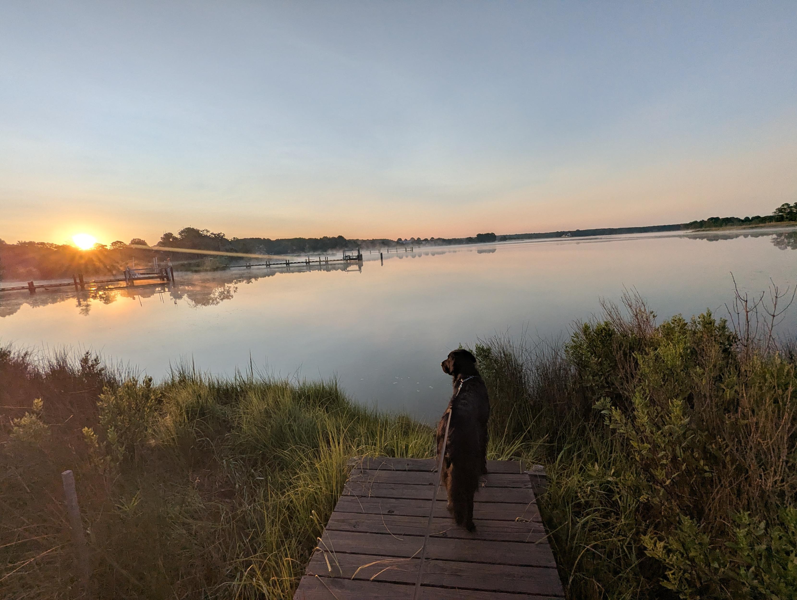 Photo of a calm morning sunrise over Harris Creek. Sun rising low to the left just over the horizon. Sky is pale blue and slightly hazy. Wispy fog rises close from the water. Marsh is brilliantly green and wet with the morning dew. Creek water is rippled and reflects the sun and sky

In the foreground Jon a black Flat-Coated Retriever stands on the wood walk looking out for interesting wildlife.