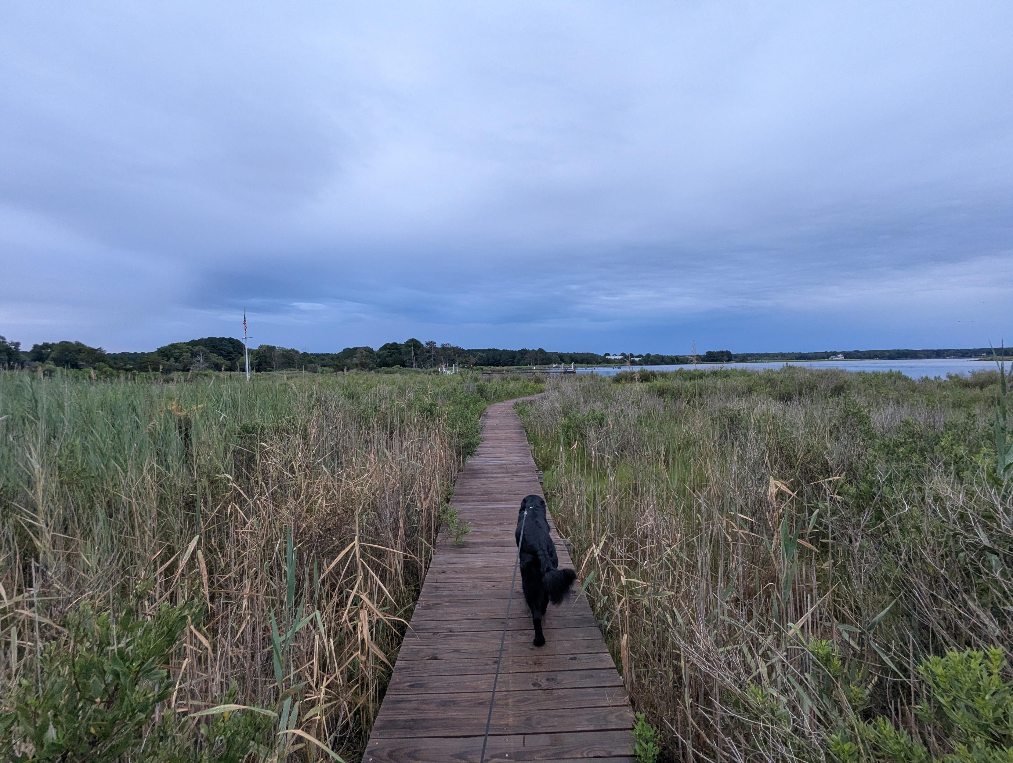 Photo of a grey, drizzly and chilly July morning here on Harris Creek. Sun rising low to the left behind a solid grey drizzly overcast. Marsh is brilliantly green and wet. Creek water is rippled and reflects the sky and clouds.
In the foreground Jon a black Flat-Coated Retriever strolls down the wood walk in hopes of spotting interesting wildlife.