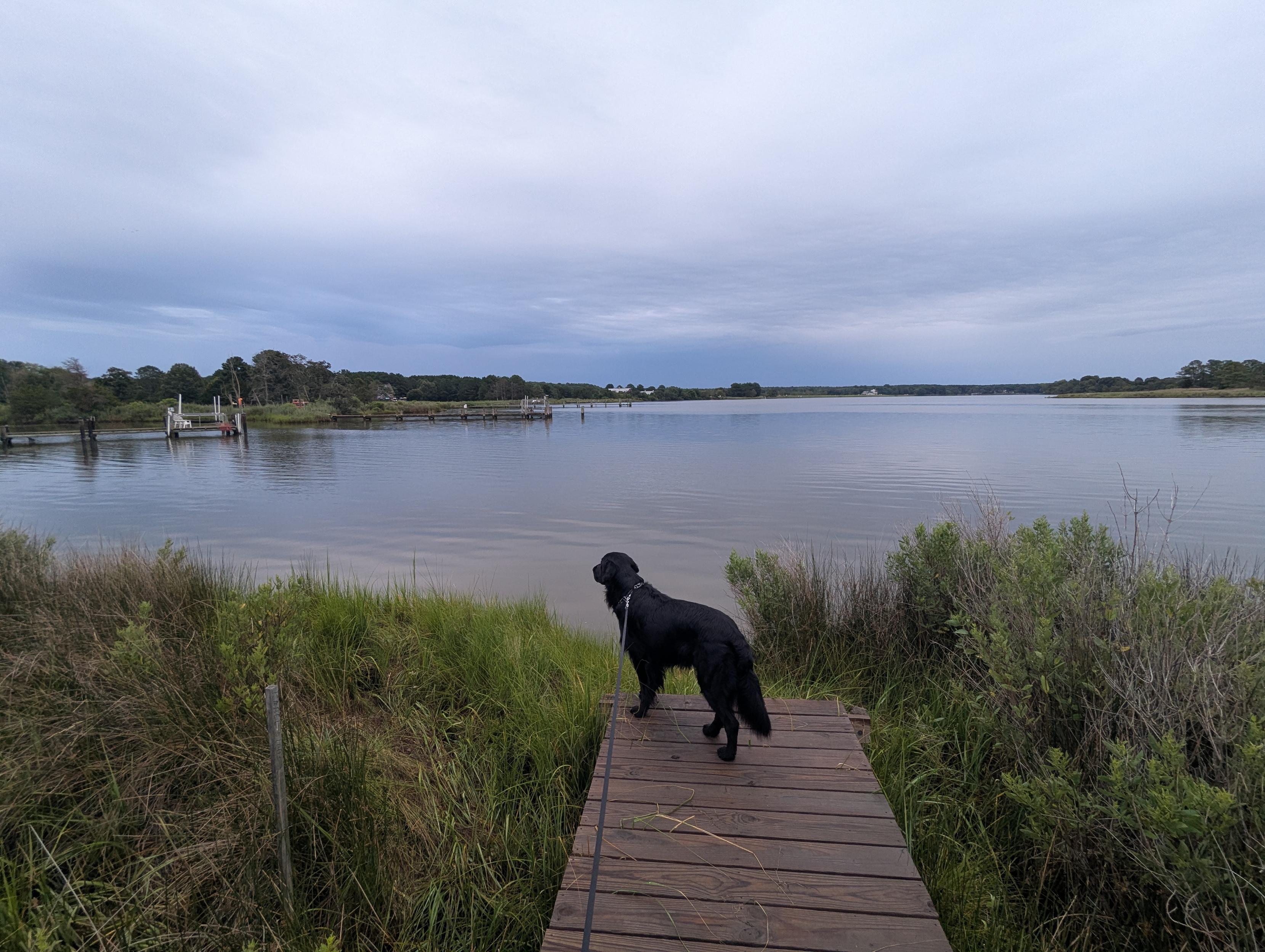 Photo of a grey, drizzly and chilly July morning here on Harris Creek. Sun rising low to the left behind a solid grey drizzly overcast. Marsh is brilliantly green and wet. Creek water is rippled and reflects the sky and clouds.
In the foreground Jon a black Flat-Coated Retriever stands on the wood walk looking out for interesting wildlife.