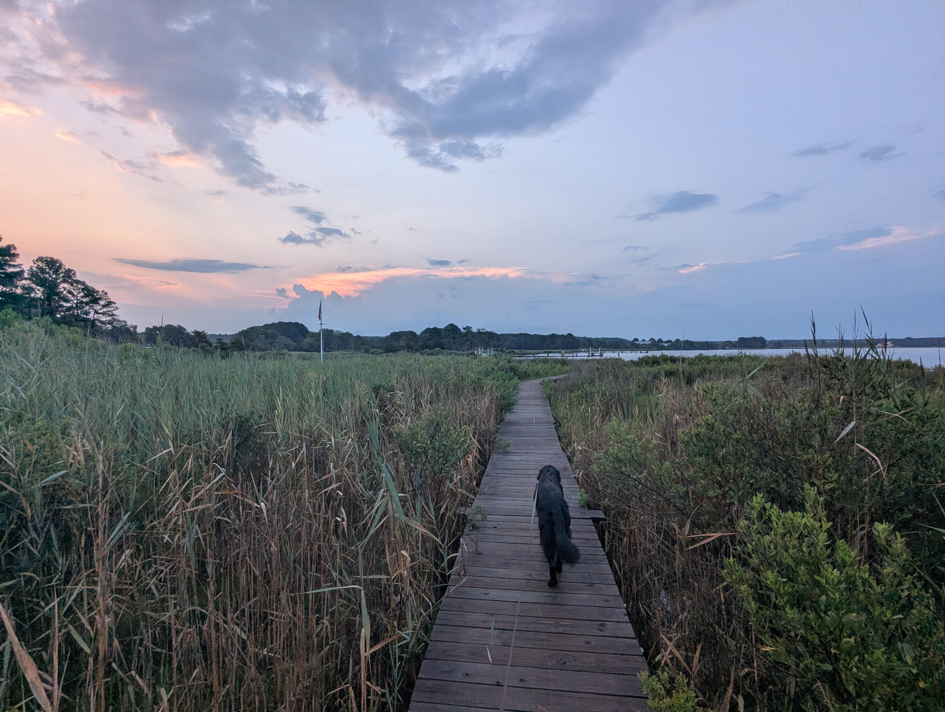 Photo of a dramatic cloudscape in a post-storm morning sunrise here on Harris Creek.
Sun rising low to the left behind a dark building cumulus cloud. Sky is decorated with  multilevel grey clouds, lit orange in the East by the rising sun. Marsh is brilliantly green and flooded. Creek water is rippled and reflects the sun, sky and clouds. 
In the foreground Jon a black Flat-Coated Retriever strolls down the wood walk in hopes of spotting interesting wildlife.
