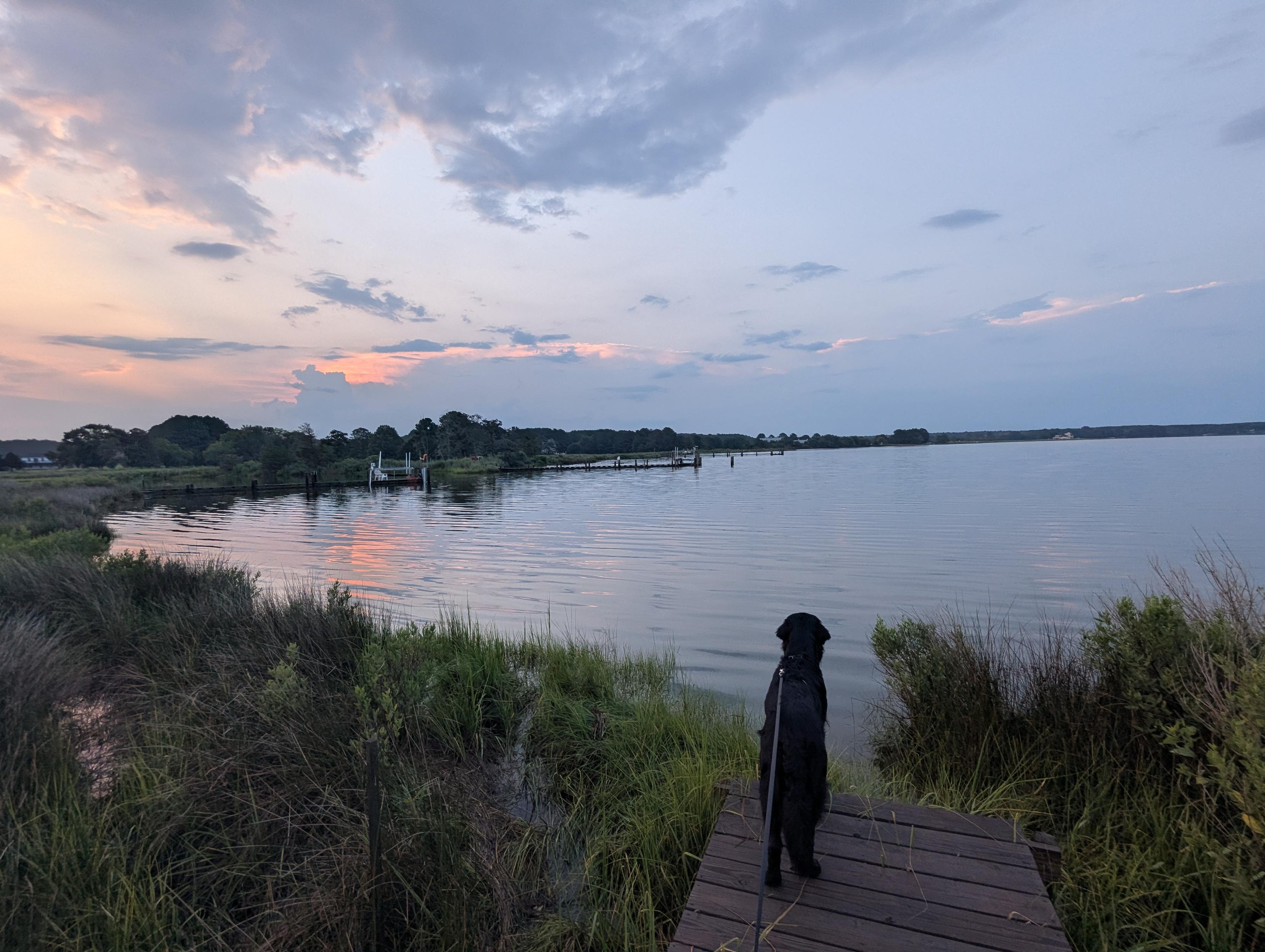 Photo of a dramatic cloudscape in a post-storm morning sunrise here on Harris Creek.
Sun rising low to the left behind a dark building cumulus cloud. Sky is decorated with  multilevel grey clouds, lit orange in the East by the rising sun. Marsh is brilliantly green and flooded. Creek water is rippled and reflects the sun, sky and clouds. 
In the foreground Jon a black Flat-Coated Retriever stands on the wood walk in hopes of spotting interesting wildlife.