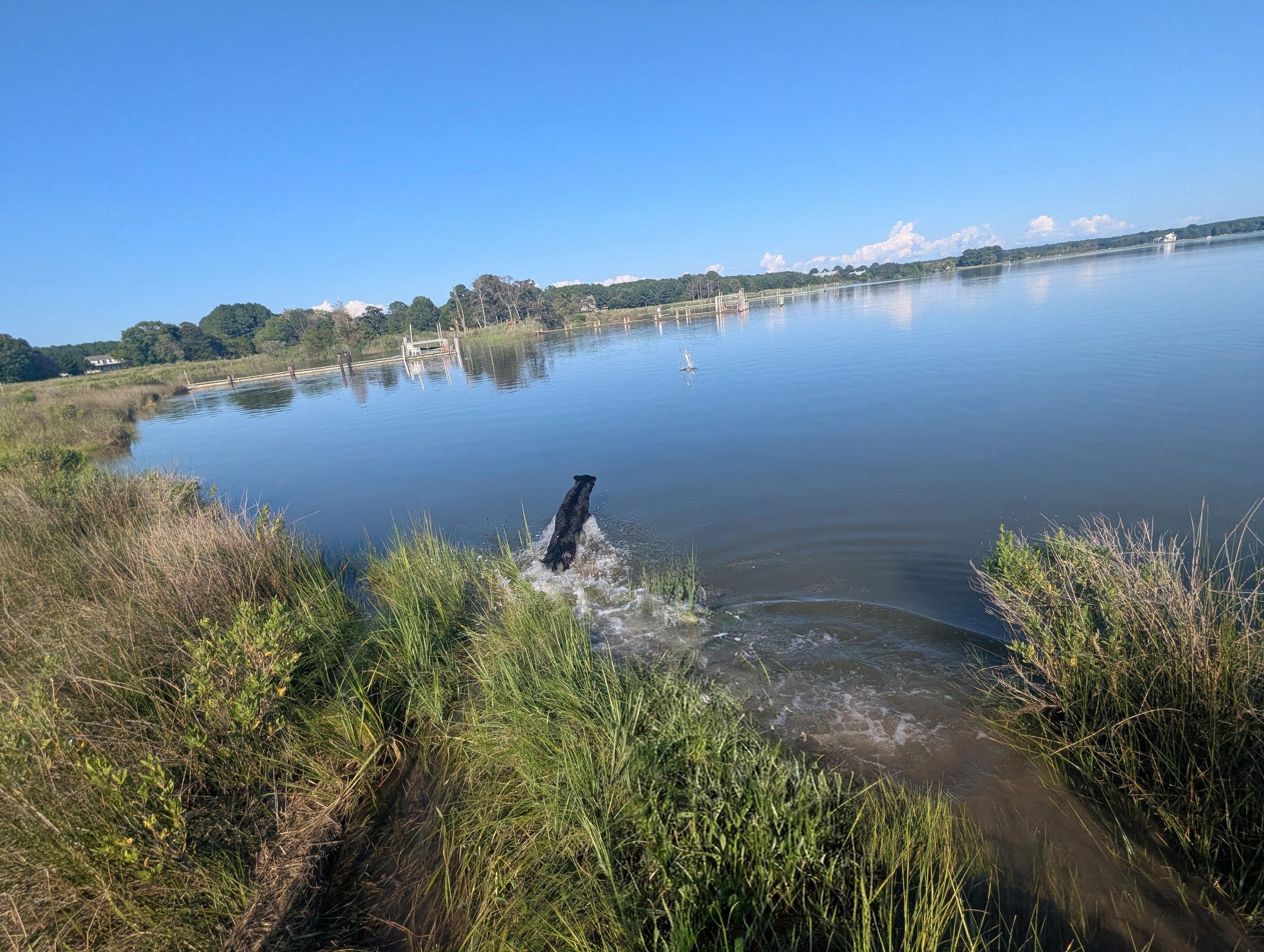 Photo of Jon a black Flat-Coated Retriever jumping headlong into Harris Creek in pursuit of his training bumper.