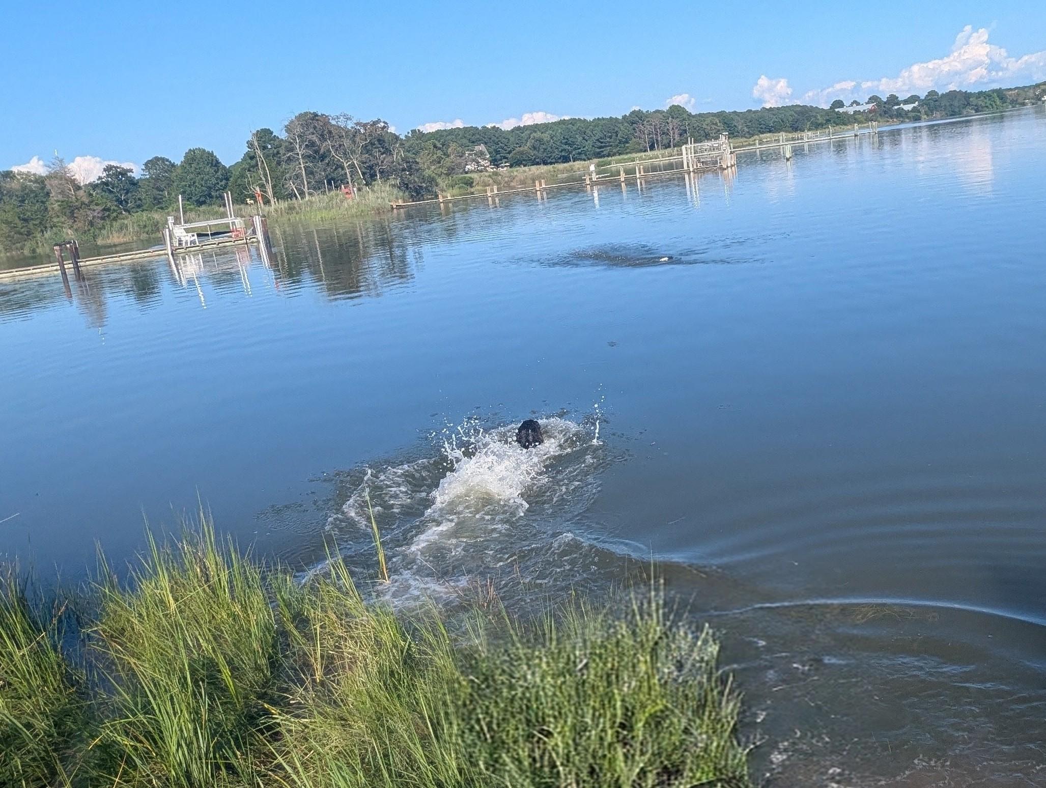 Photo of Jon a black Flat-Coated Retriever splashing into Harris Creek in pursuit of his training bumper.