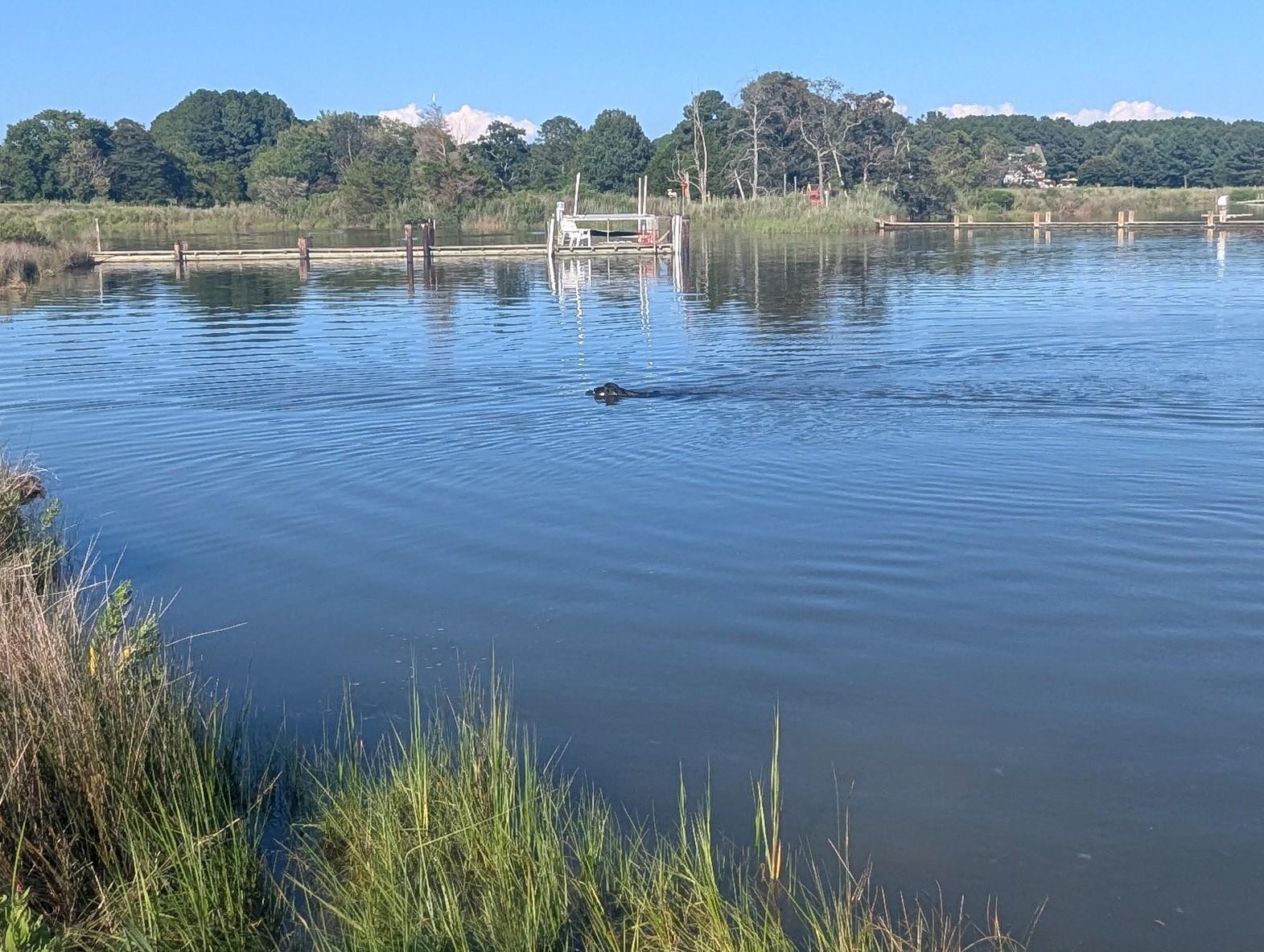 Photo of Jon a black Flat-Coated Retriever swimming back to the shore in Harris Creek while carrying  his training bumper.