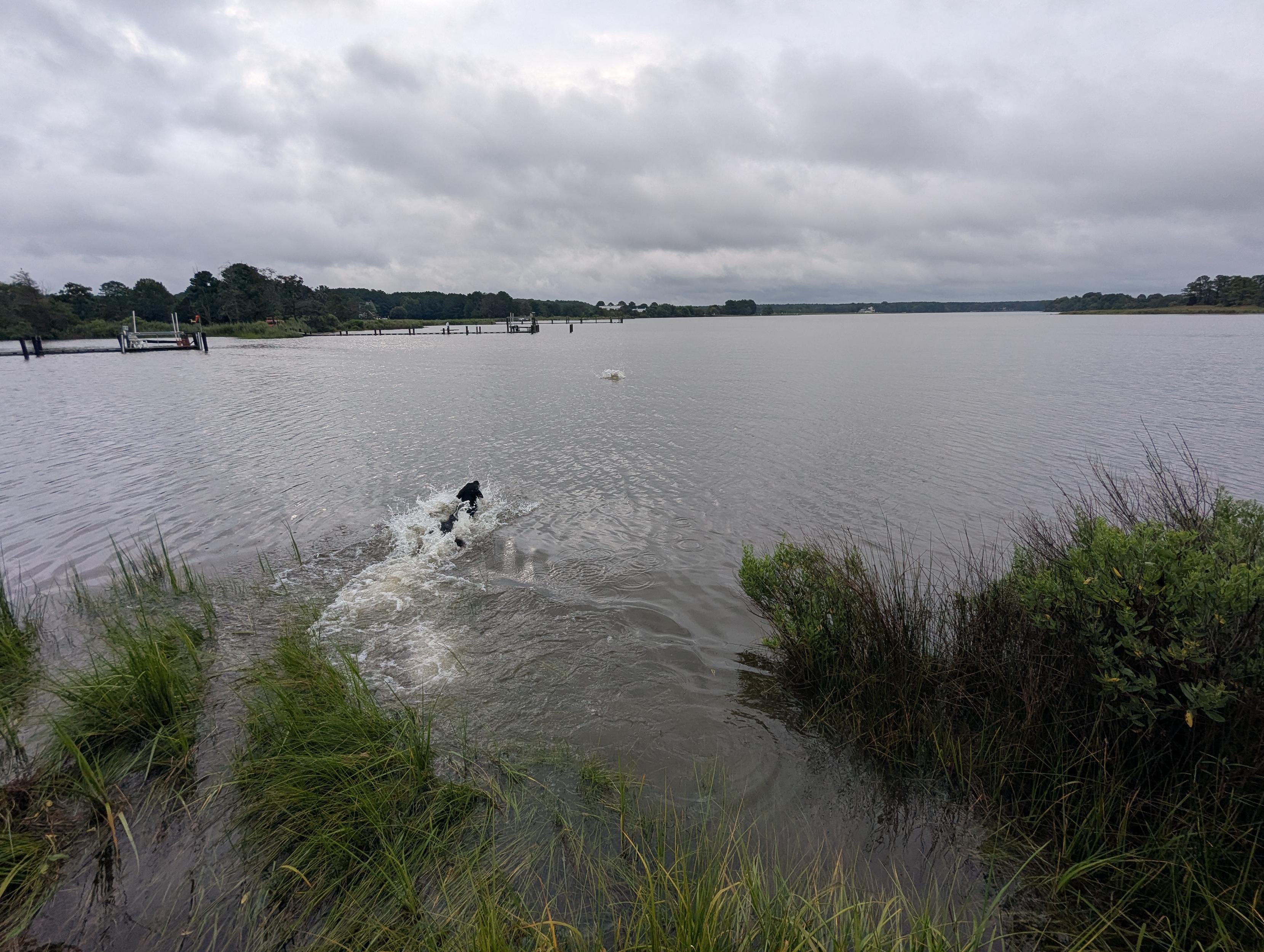 Photo of Jon a black Flat-Coated Retriever splashing into Harris Creek in pursuit of his training bumper.