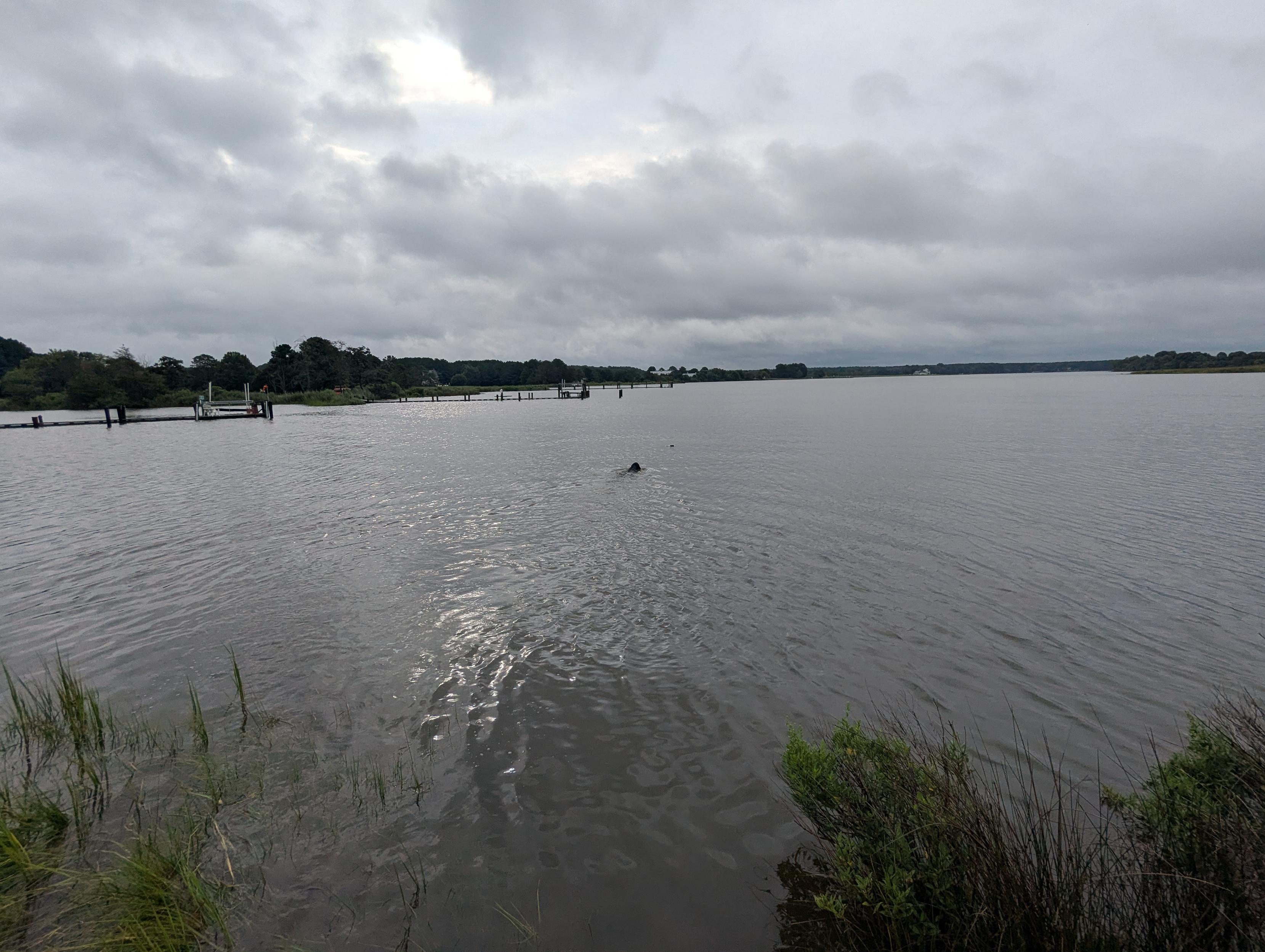Photo of Jon a black Flat-Coated Retriever swimming vigorously in Harris Creek in pursuit of his training bumper.