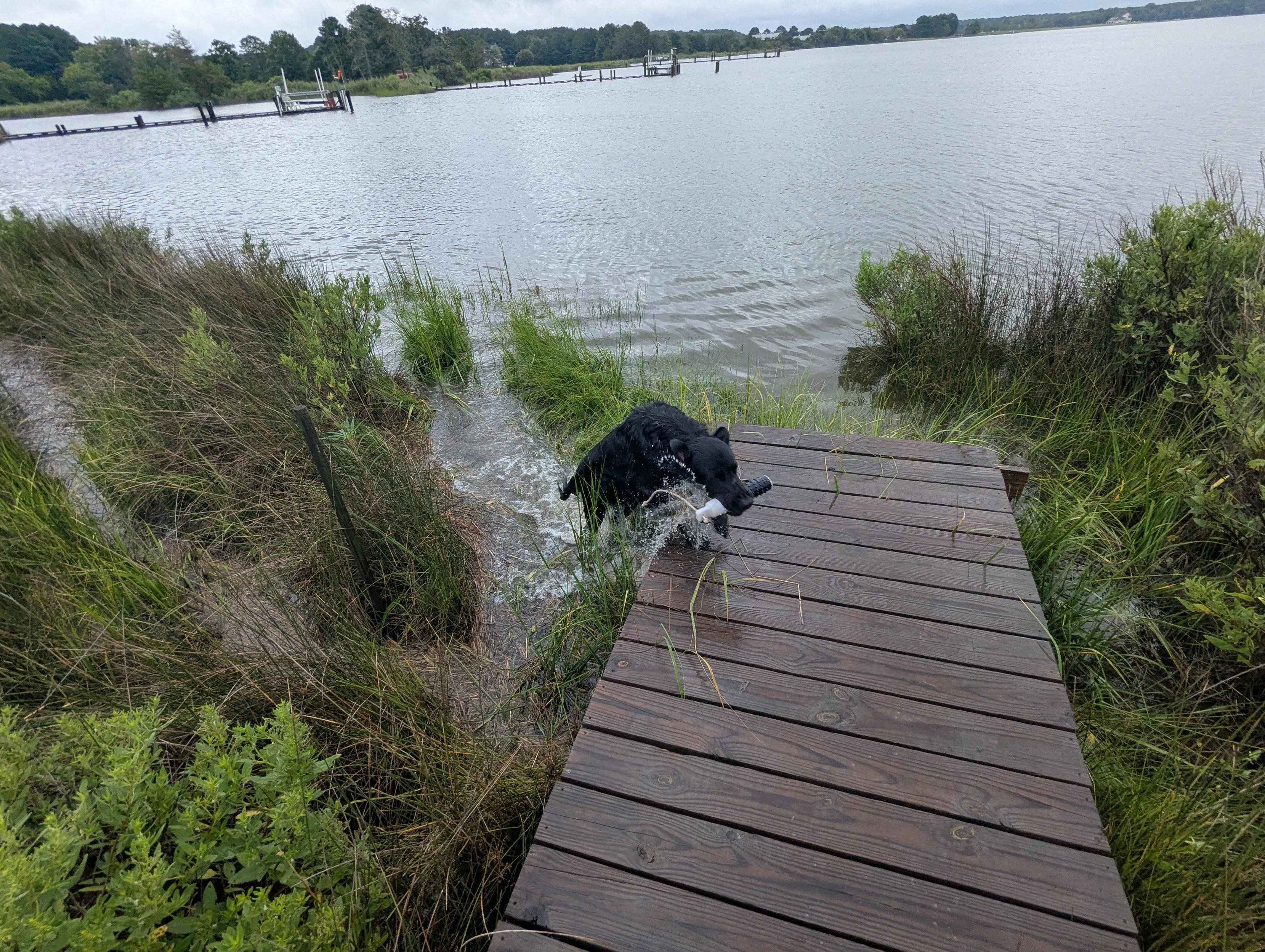 Photo of Jon a thoroughly wet and happy black Flat-Coated Retriever jumping up on the wood walk while holding his training bumper.