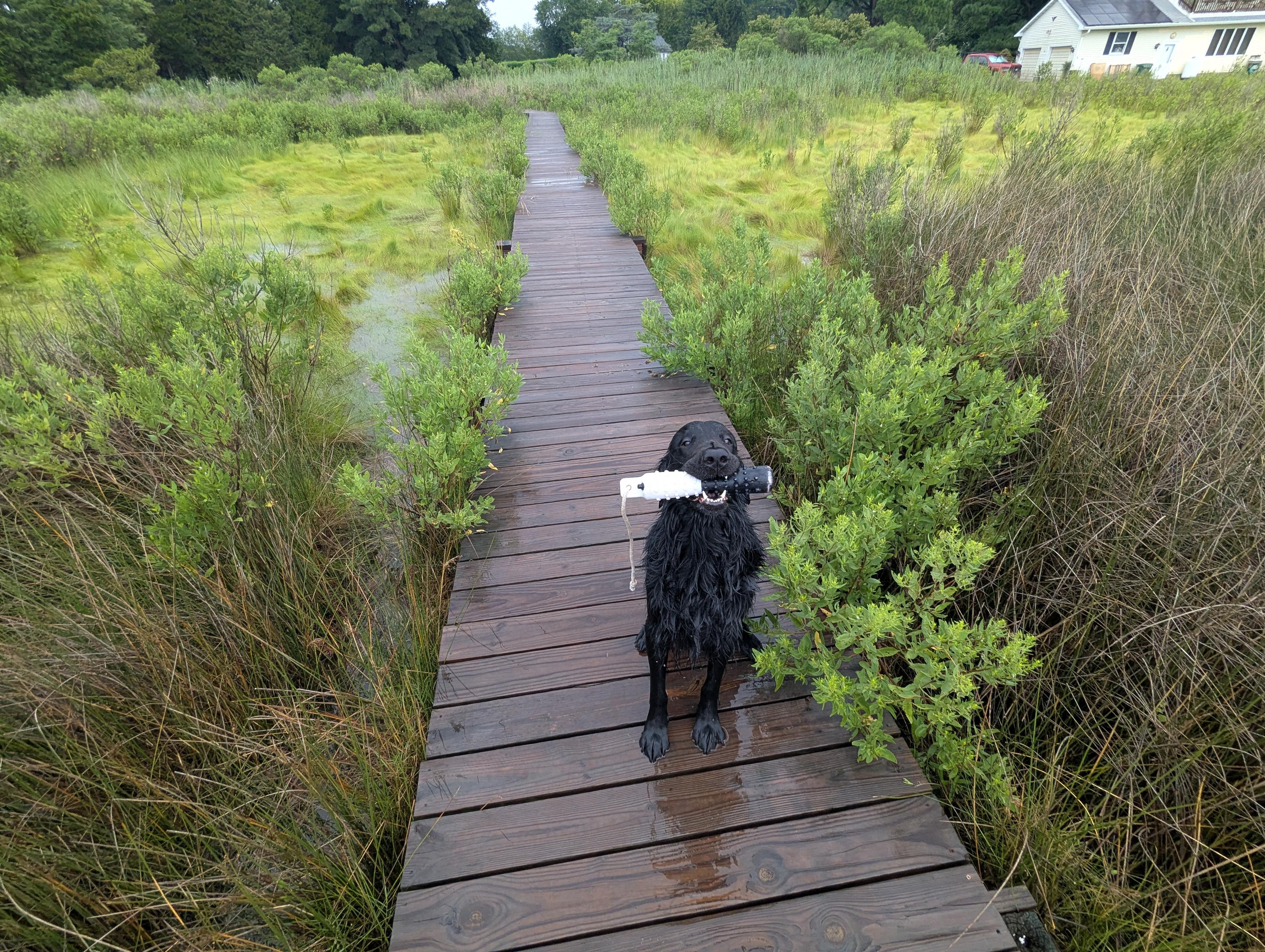 Photo of Jon a thoroughly wet and happy black Flat-Coated Retriever sitting on the wood walk while holding his training bumper.